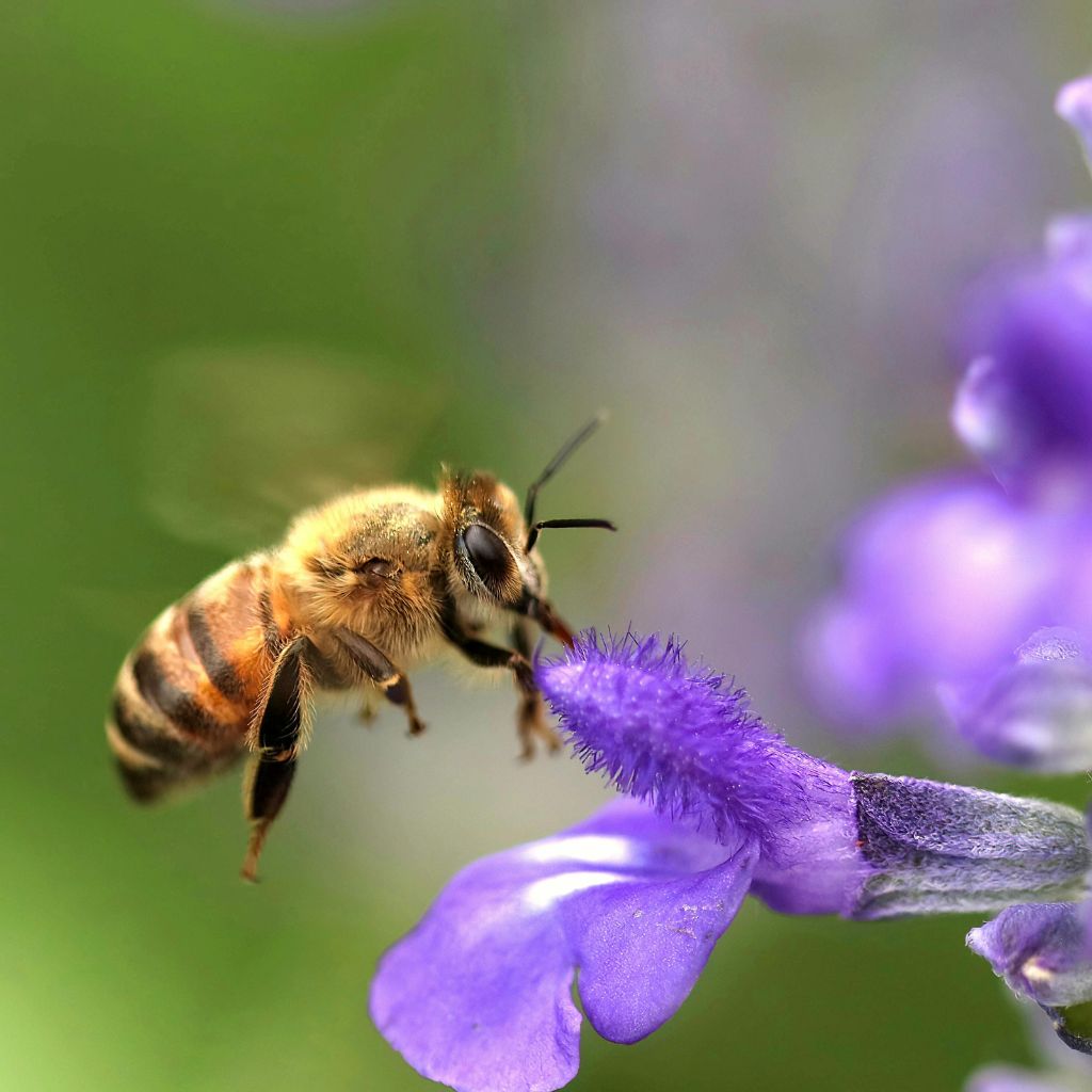 black_frass_vcely_kytky