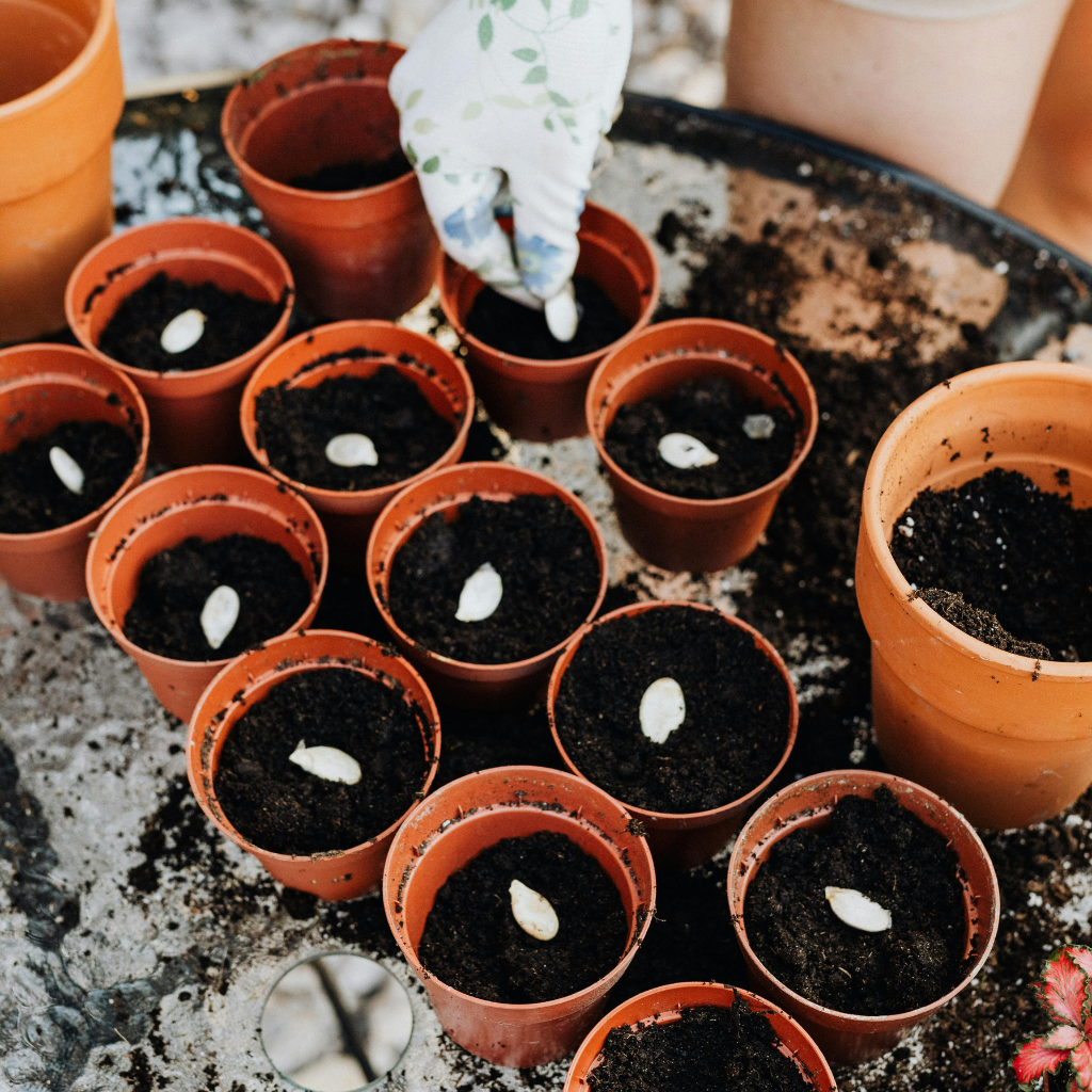 breznovy_vysev_black_frass