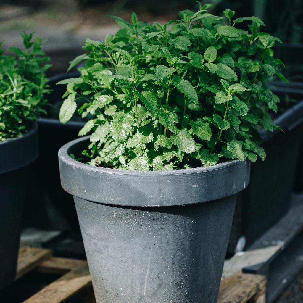 bylinky_v_nadobach_black_frass_2