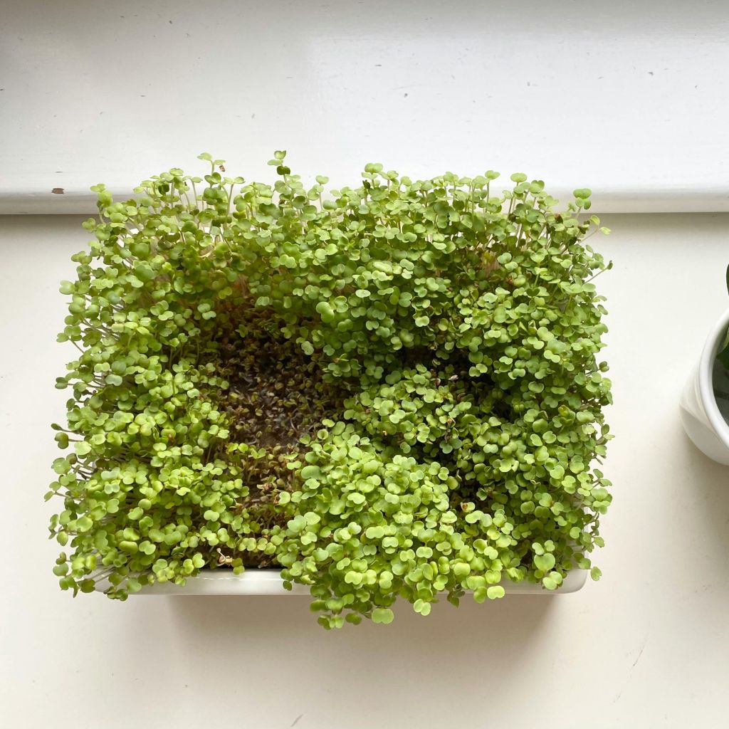 hnojeni_microgreens_black_frassem