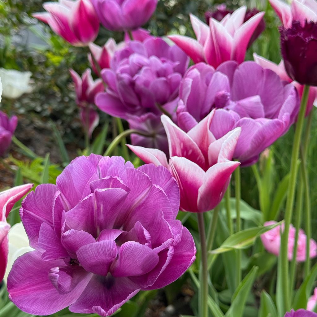 hnojeni_tulipanu_black_frass