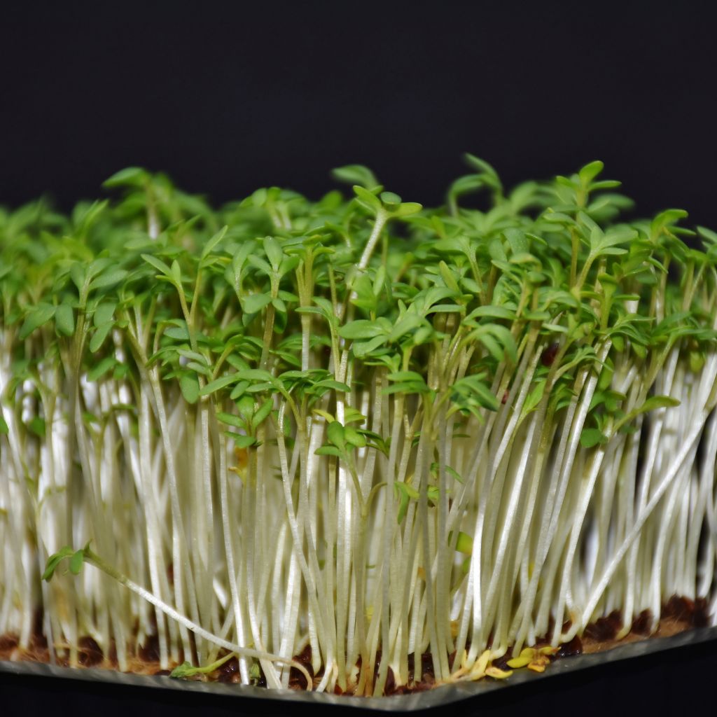 horke_a_sladke_microgreens_black_frass