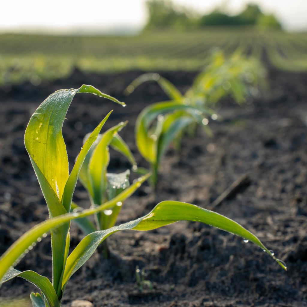 jarni_rust_black_frass