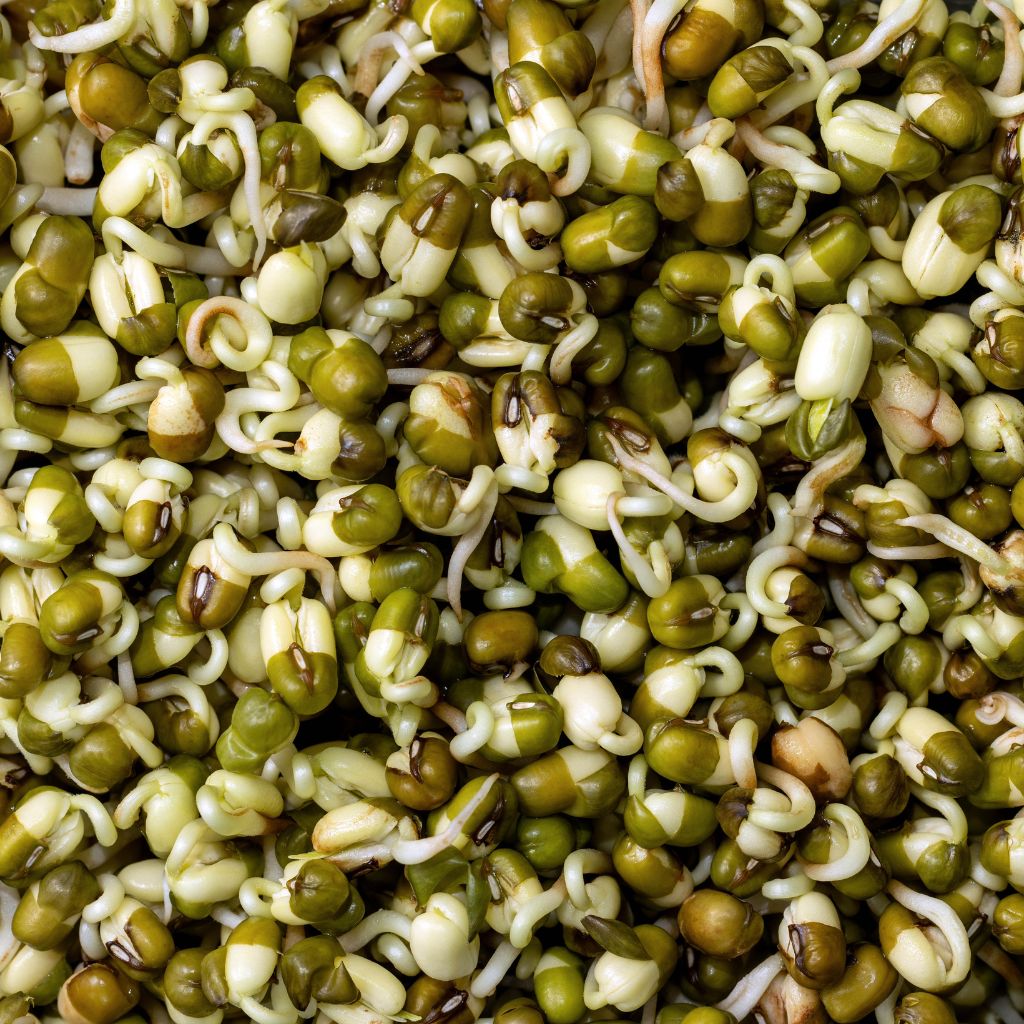 kliceni_microgreens_black_frass