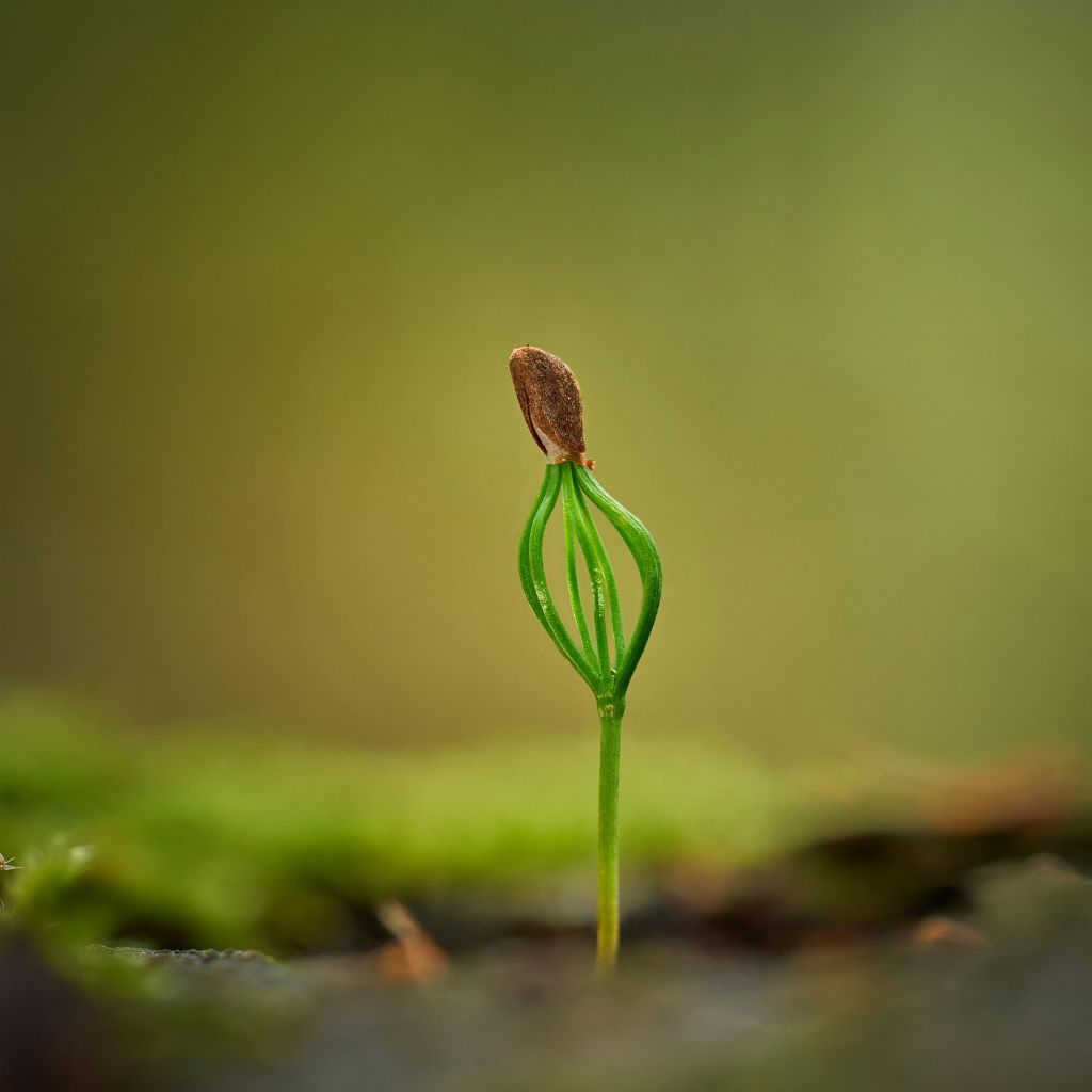 kliceni_semene_black_frass