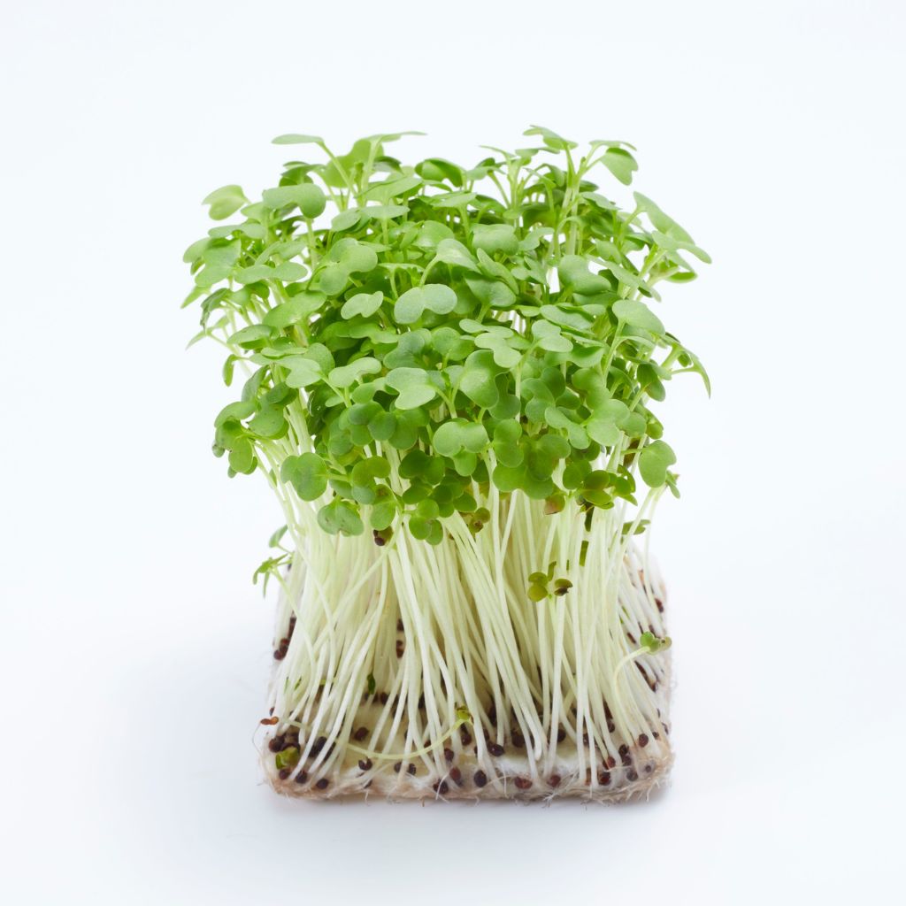 klicky_a_vyhonky_a_jejich_hnojeni_black_frassem