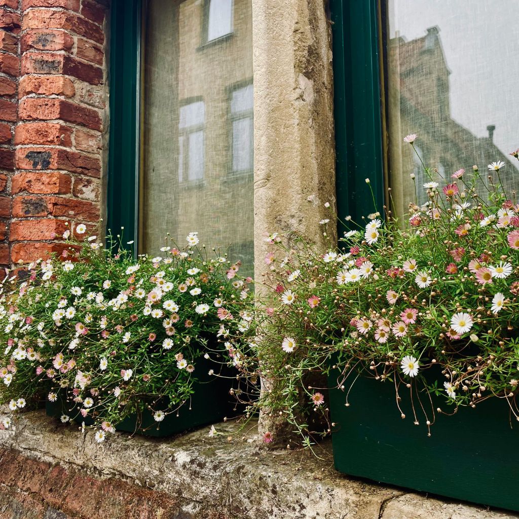 kvetiny_truhlik_zalivka_black_frass