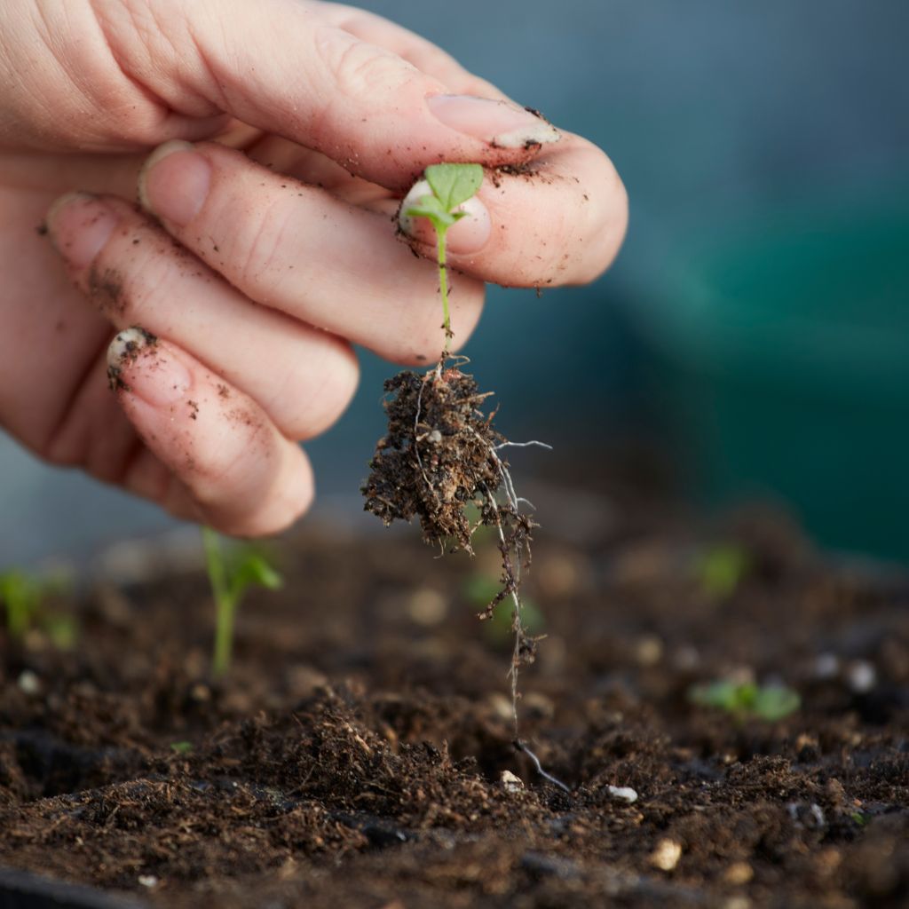 mlade_jarni_rostlinky_black_frass