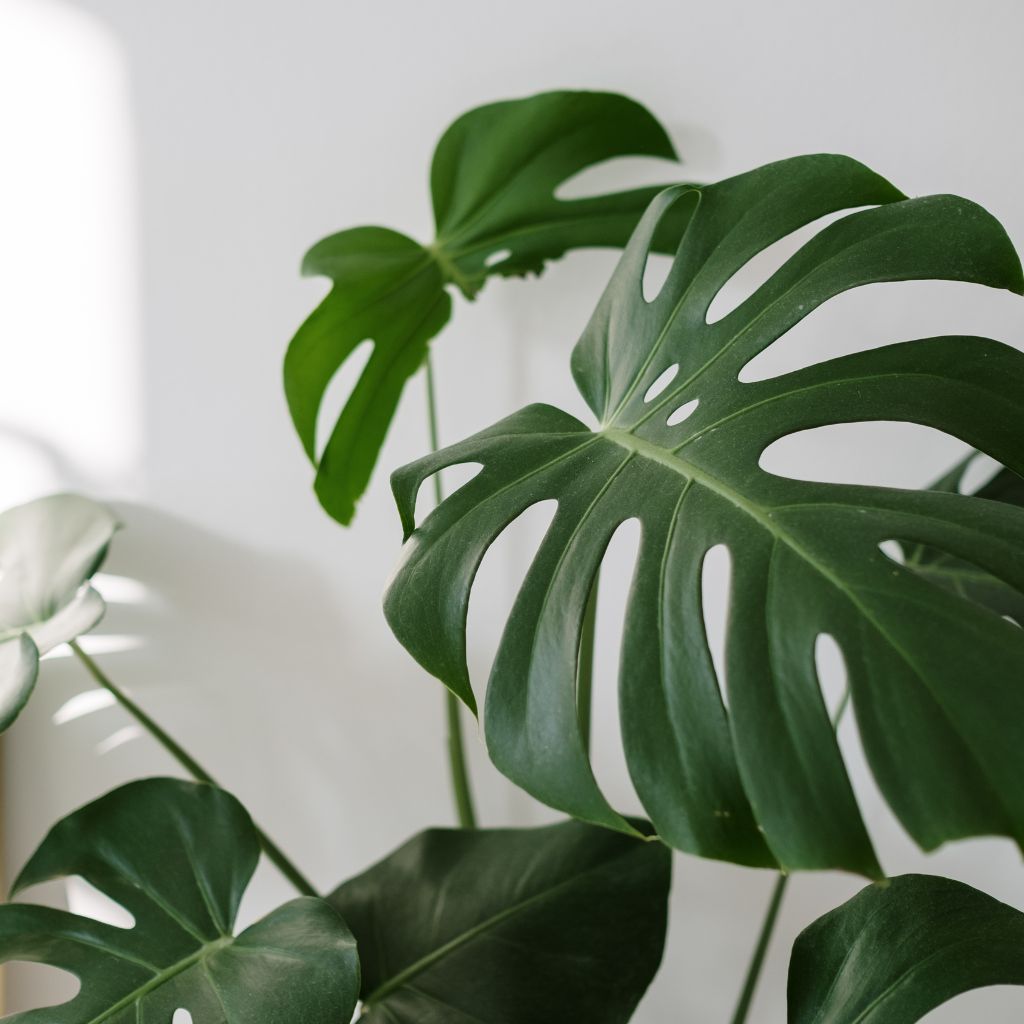 monstera_mikroorganismy_black_Frass