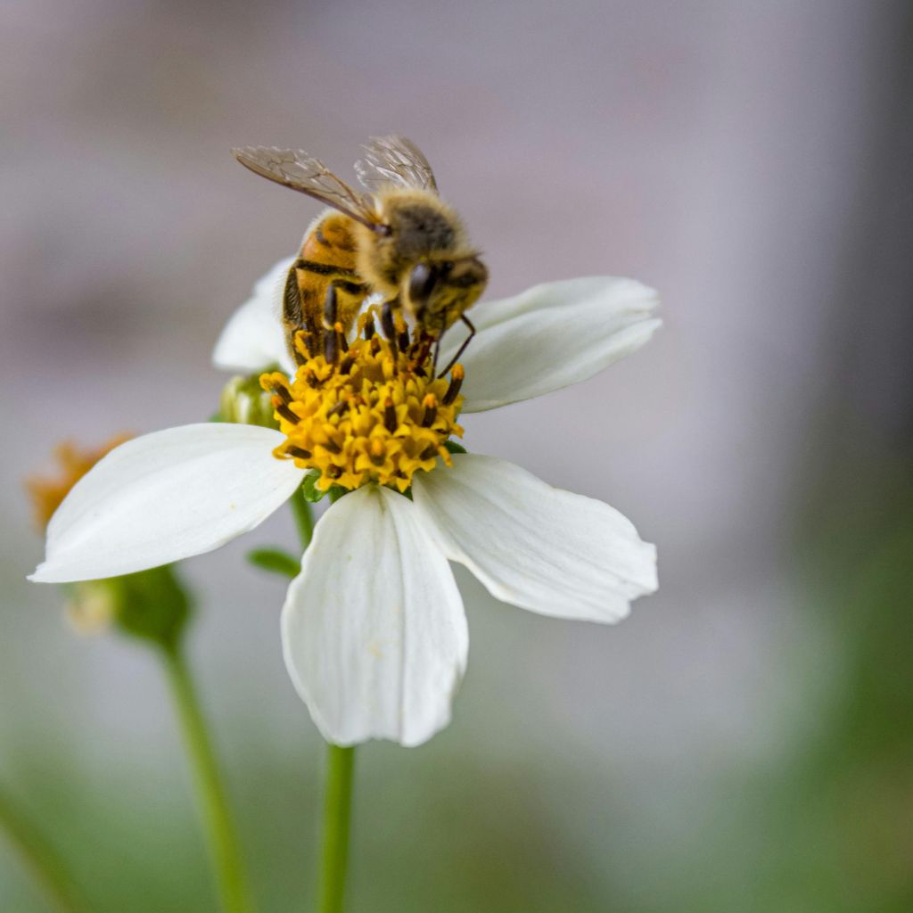 opylovaci_black_frass_vcely