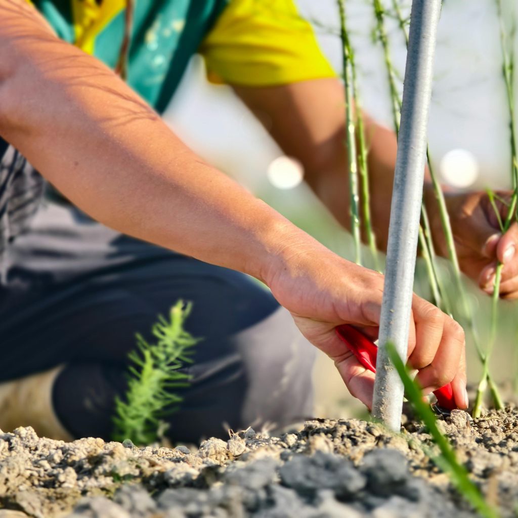 pece_o_rostliny_prehnana_black_frass