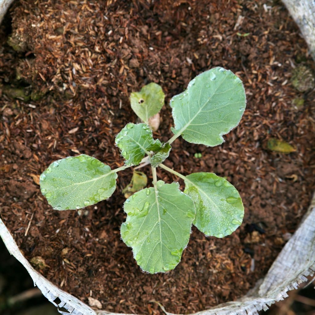 pestovani_v_pytli_black_frass