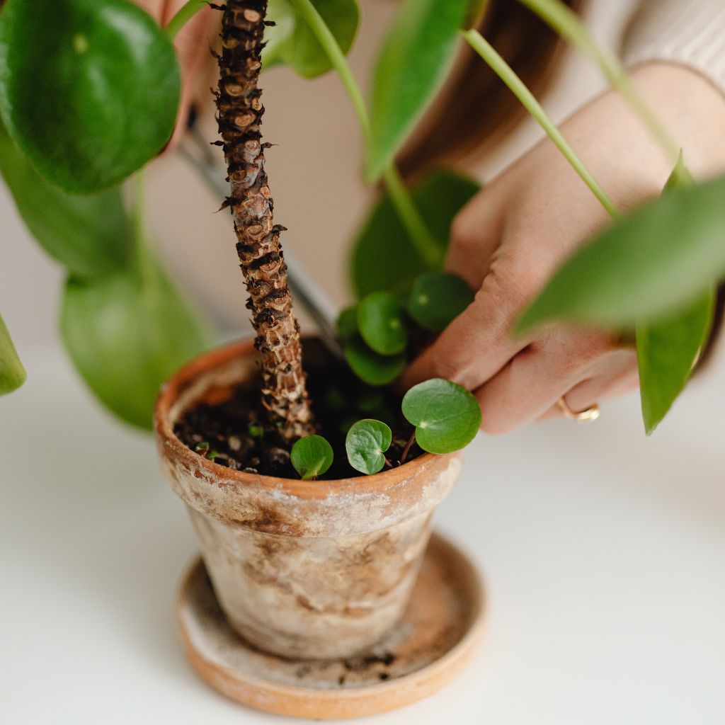 pilea_mikroorganismy_black_frass