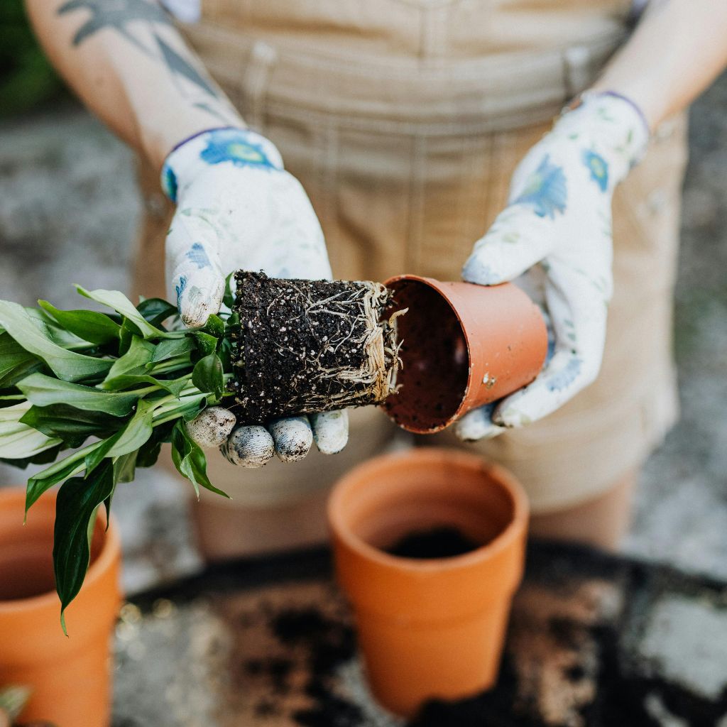 presazovani_pokojovek_black_frass