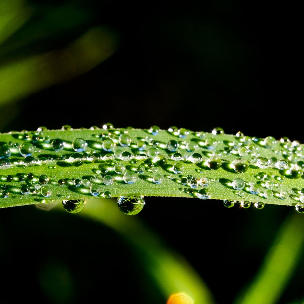 rosa_trava_voda_black_frass