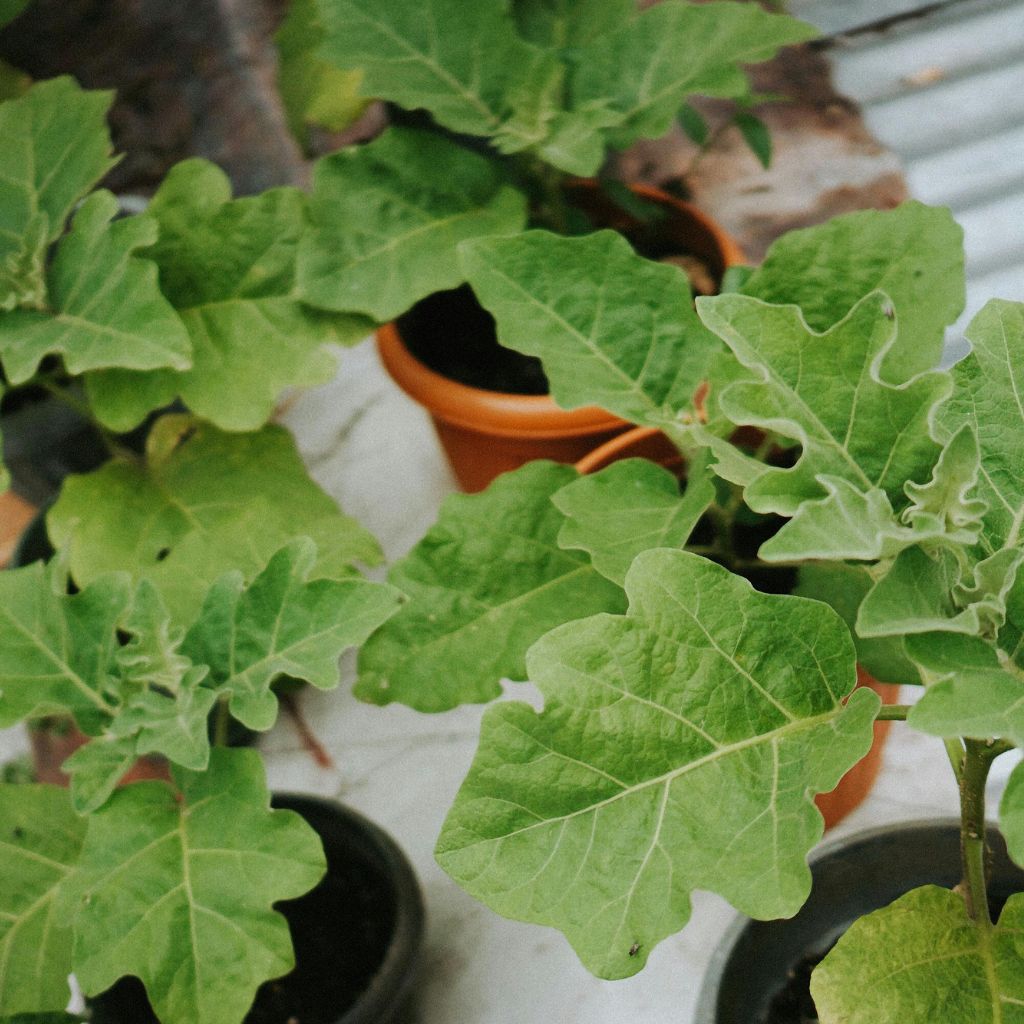 rostliny_v_nadobách_black_frass_1