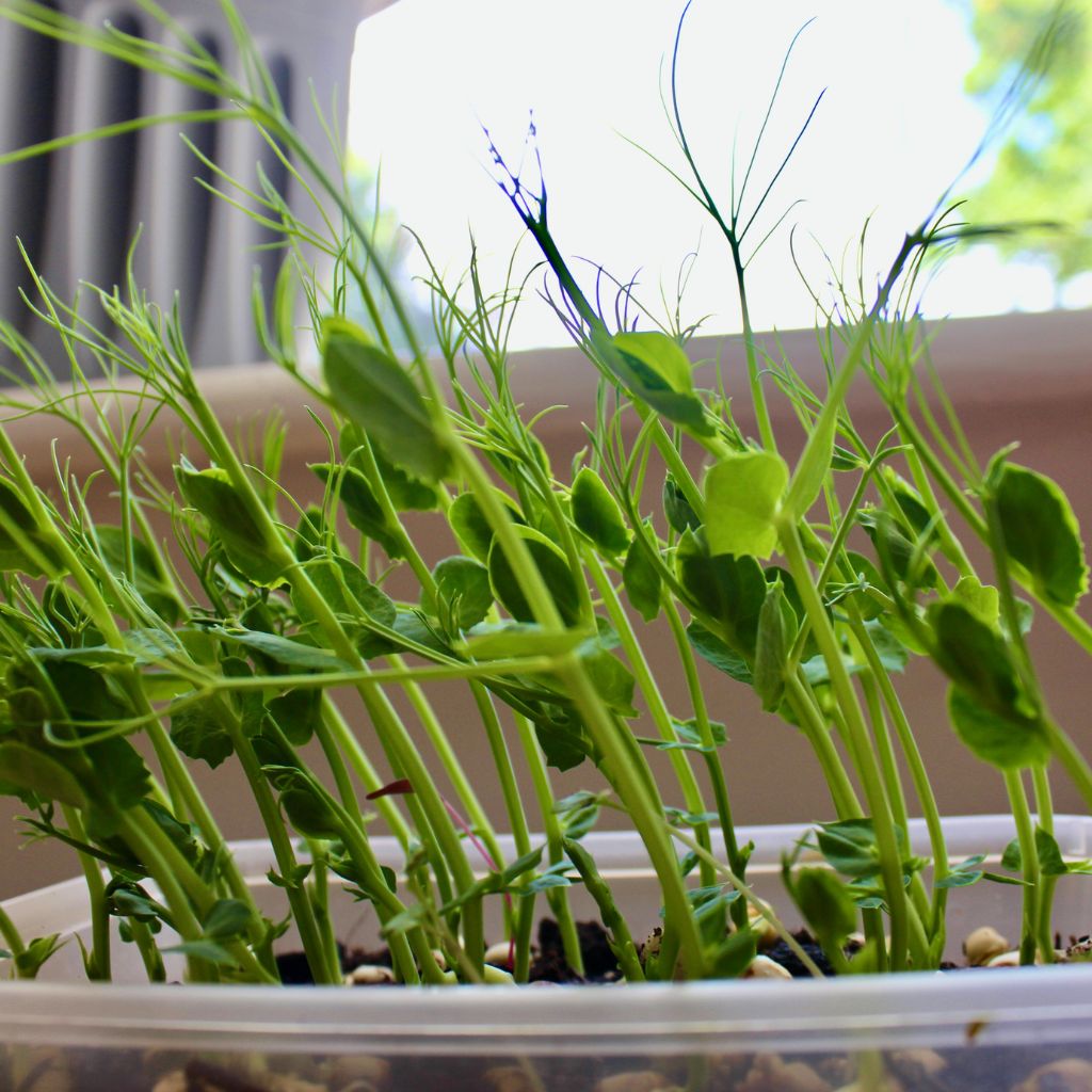 sladke_hrasek_microgreens_black_frass