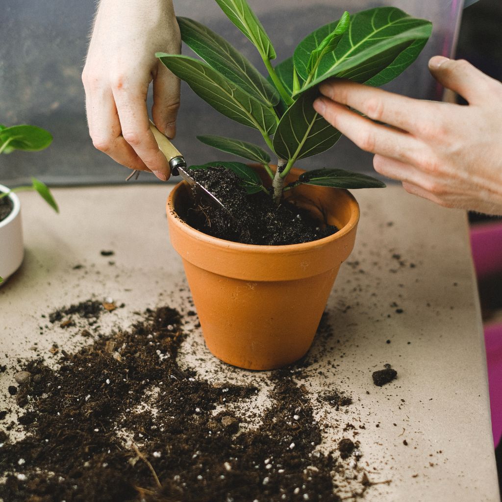 substrat_do_kvetinace_black_frass