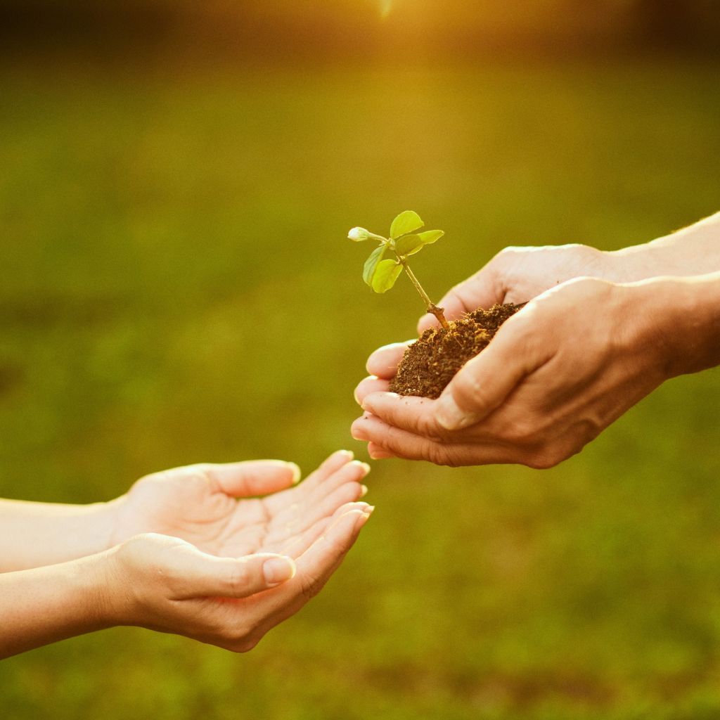 svetlo_rostliny_black_frass