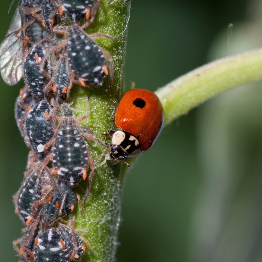 biologicka_ochrana_2_black_frass