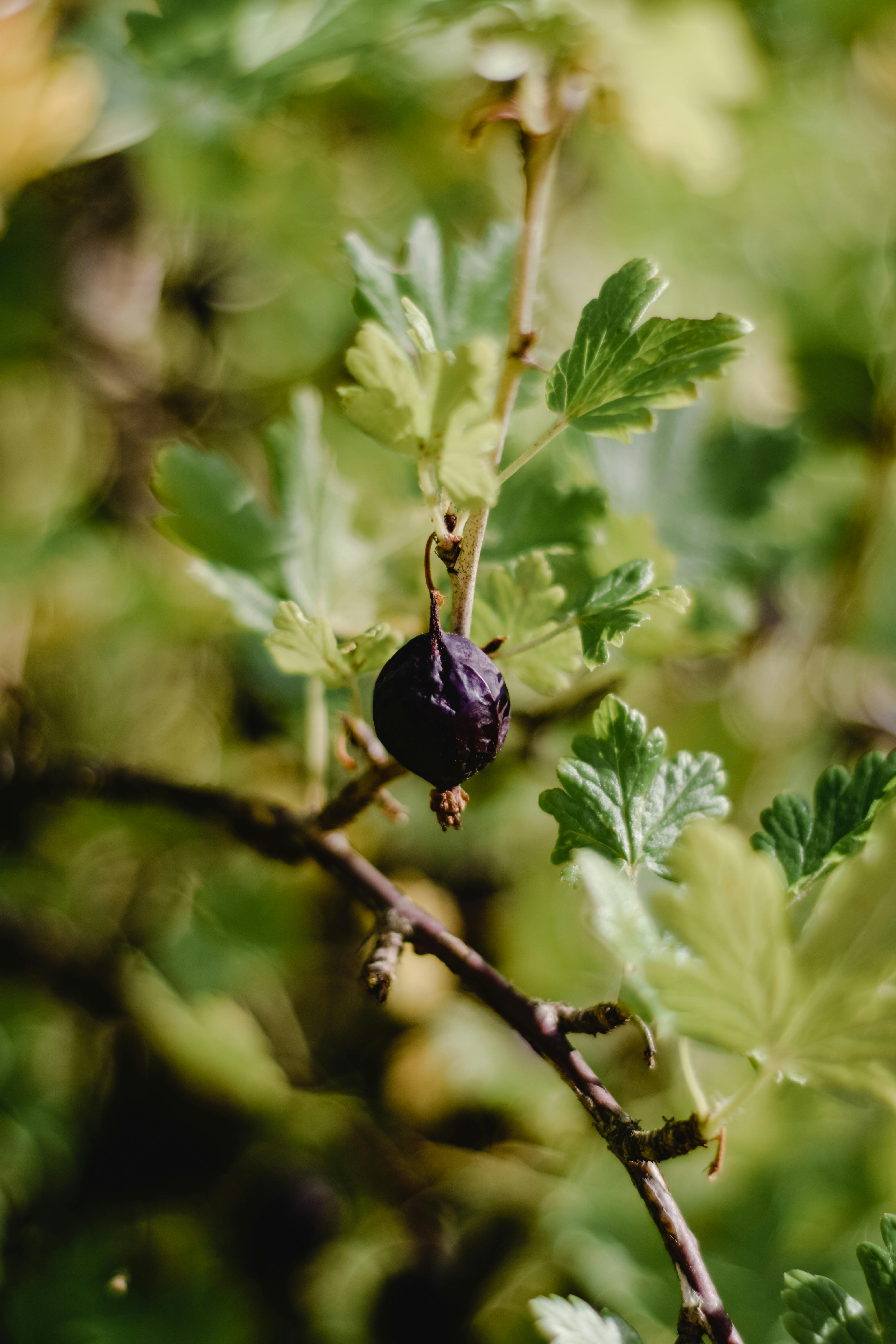 drobne_ovoce_2_black_frass