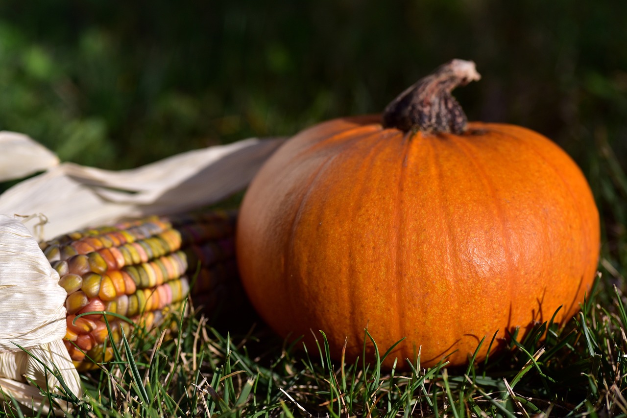 halloweenské_zahrada_5_black_frass