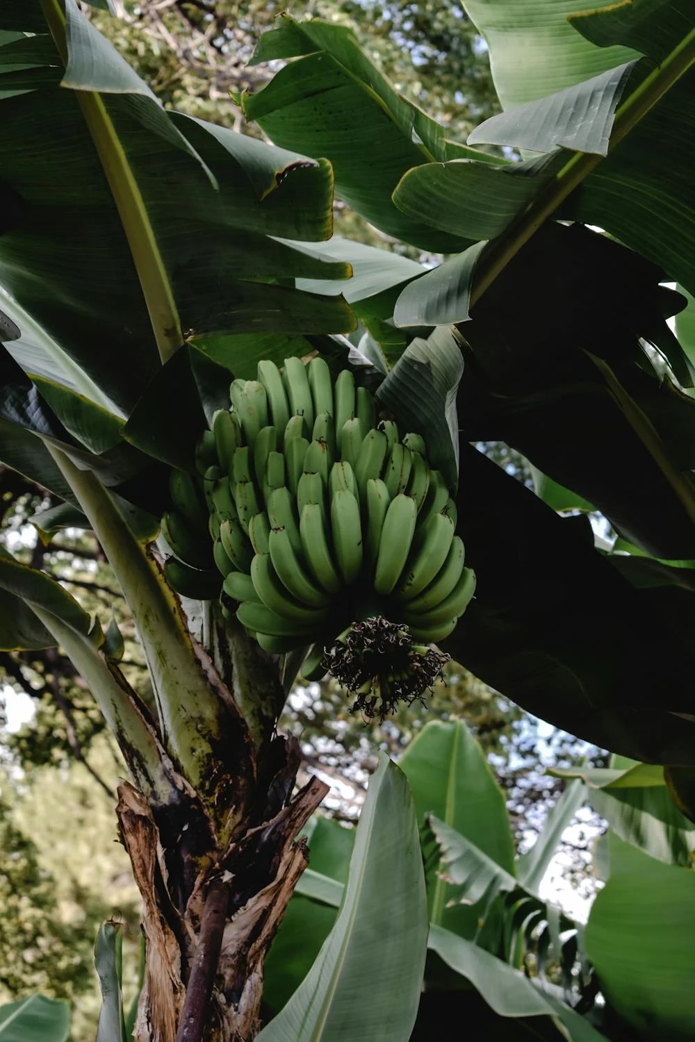 pestovani_bananovniku_3_black_frass