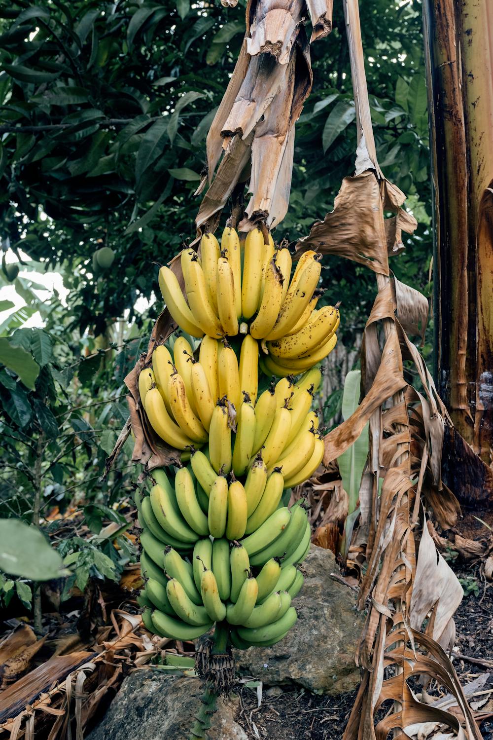 pestovani_bananovniku_black_frass