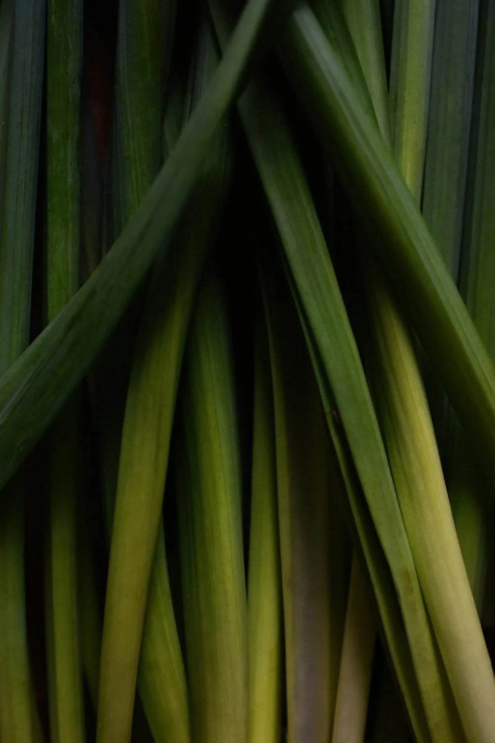 pestovani_citronove_travy_3_black_frass