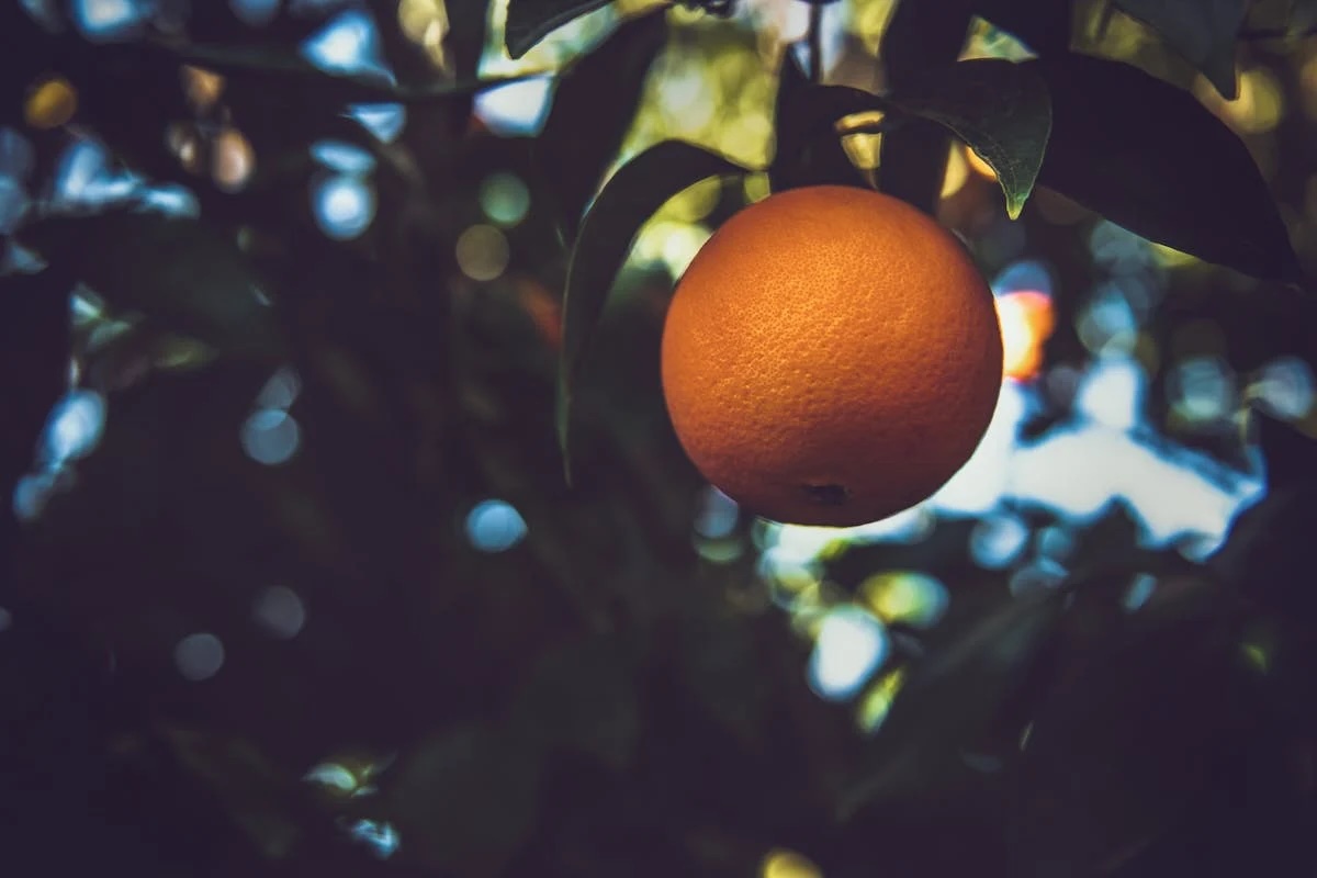 pestovani_citrusu_black_frass
