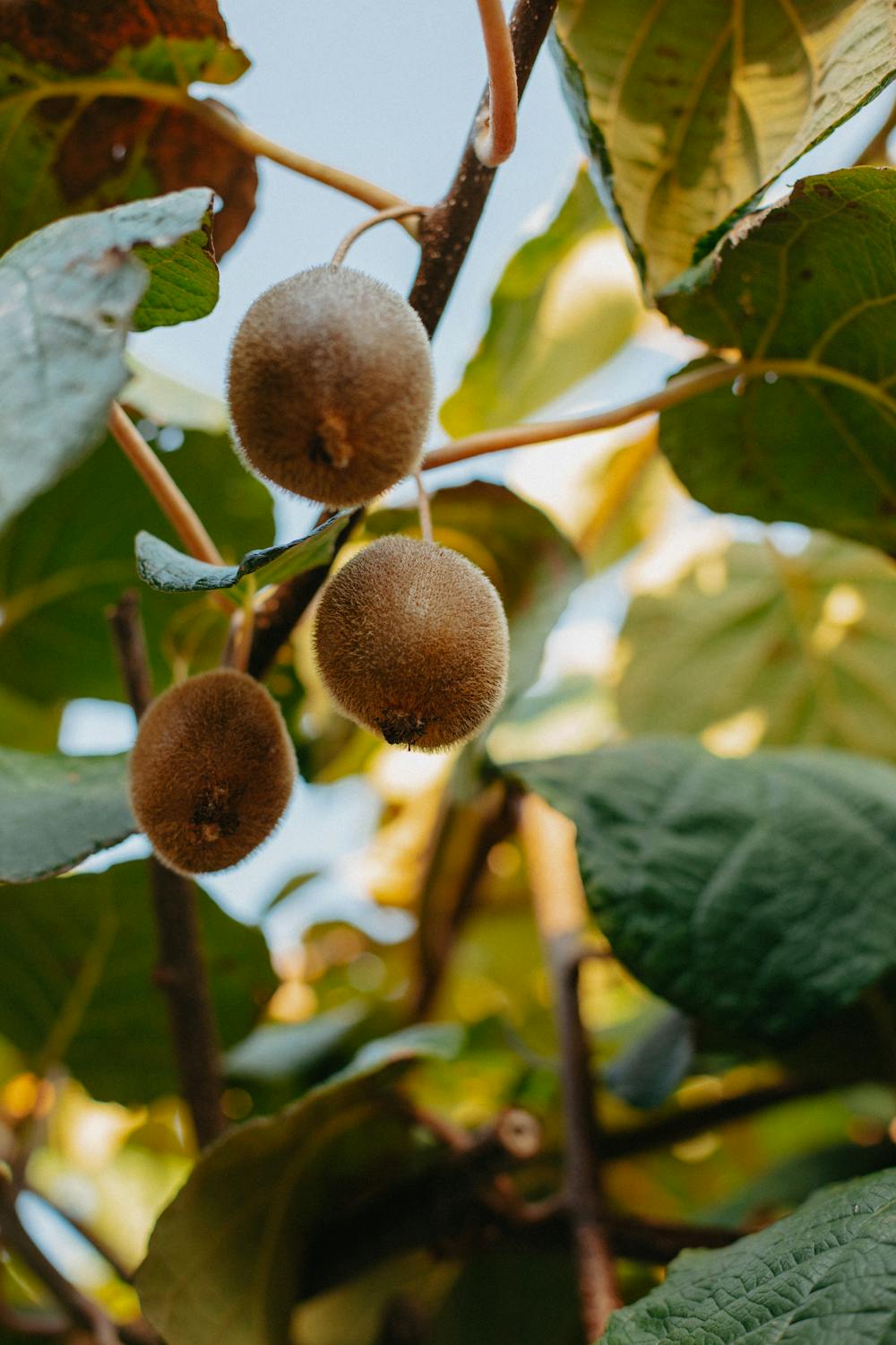 pestovani_kiwi_3_black_frass
