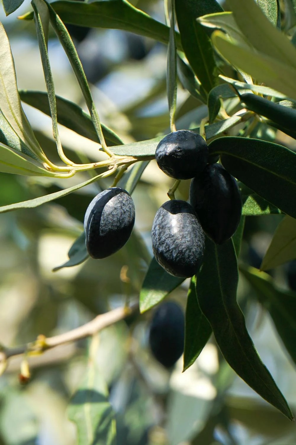 pestovani_olivovniku_2_black_frass