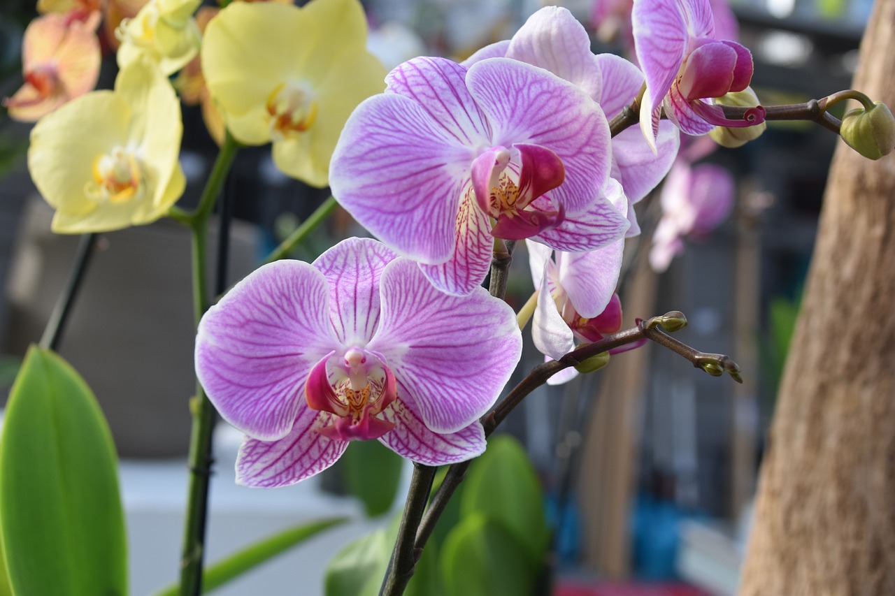 pestovani_orchideji_2_black_frass