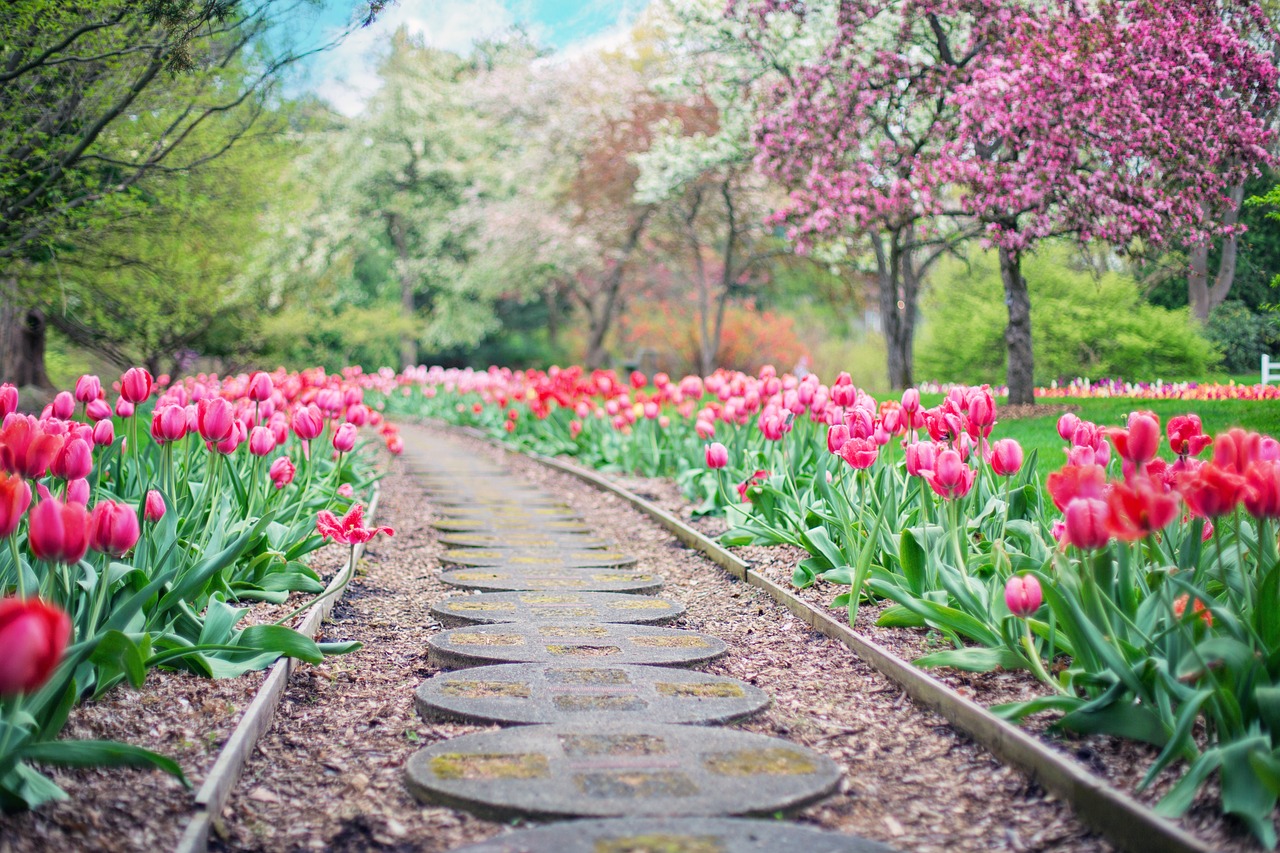 pestovani_tulipanu_2_black_frass