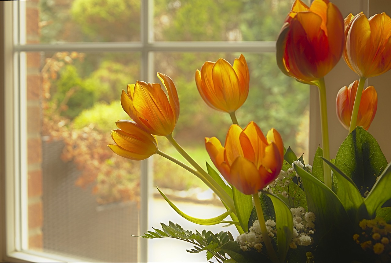 pestovani_tulipanu_3_black_frass