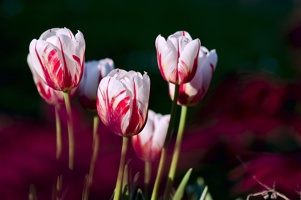pestovani_tulipanu_black_frass