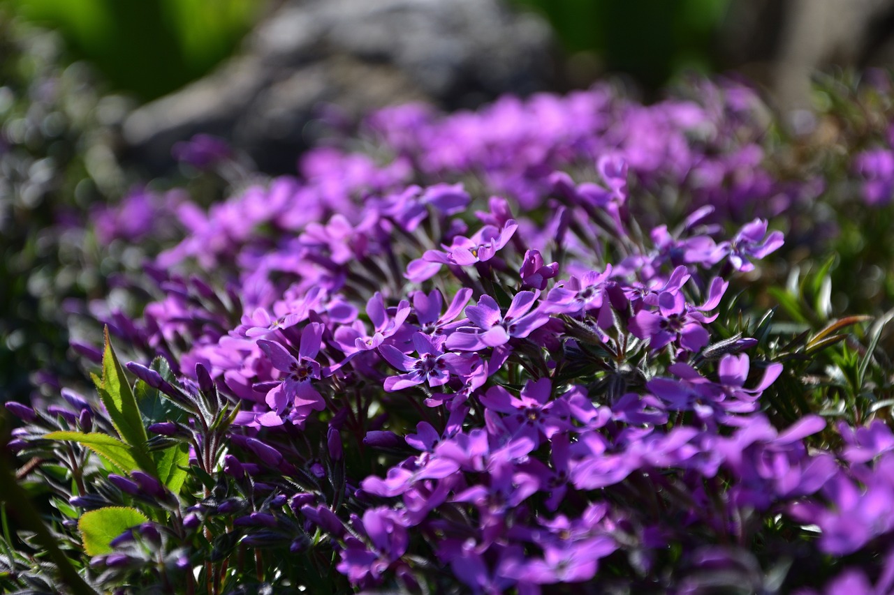 plamenka-phlox-4132352_1280