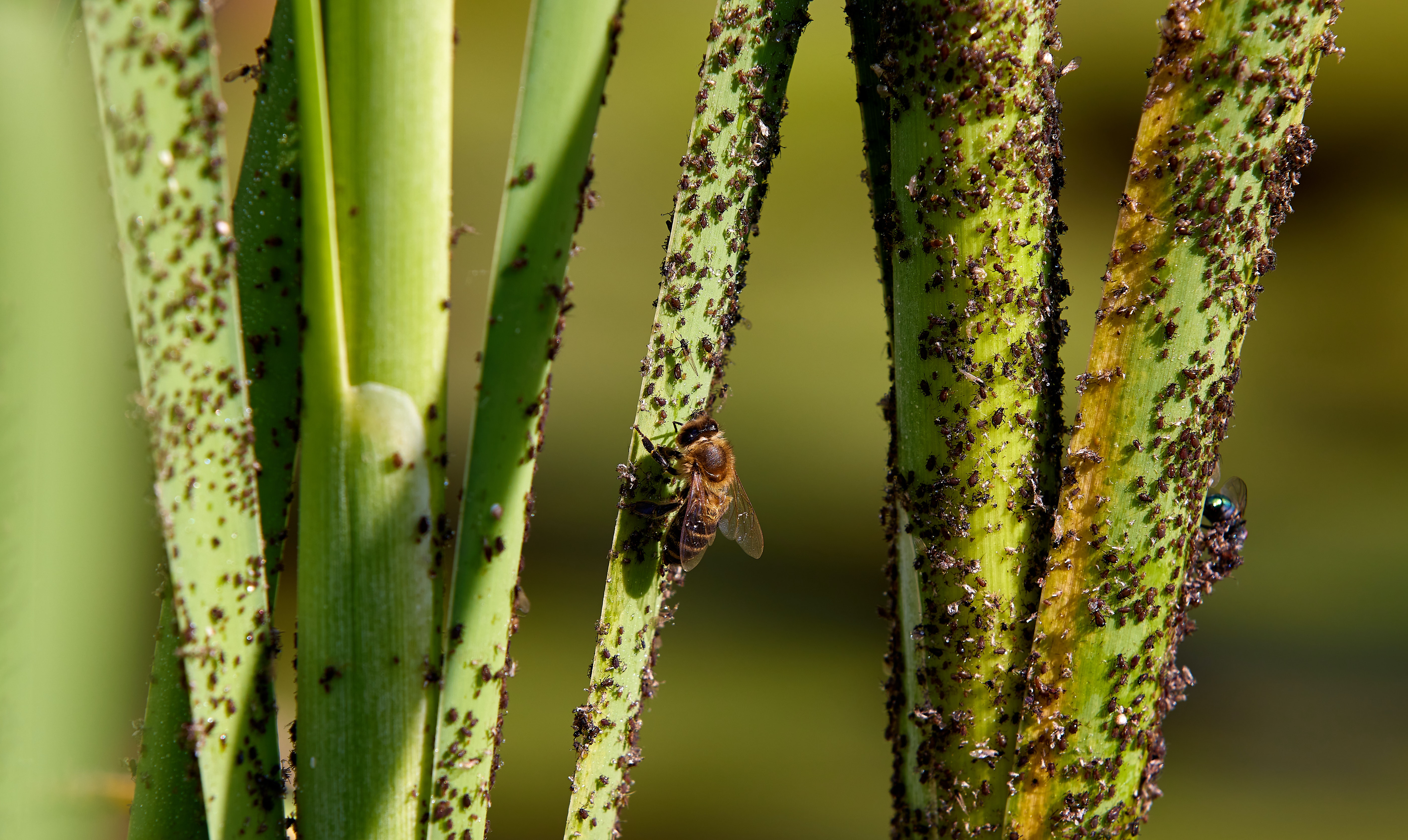 spatny_rust_2_black_frass