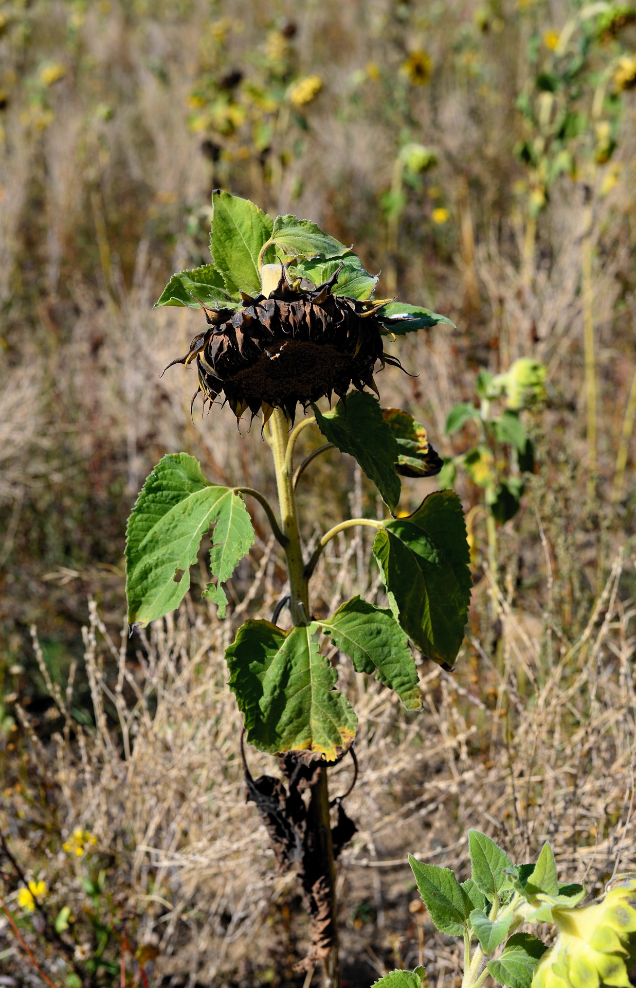 spatny_rust_4_black_frass