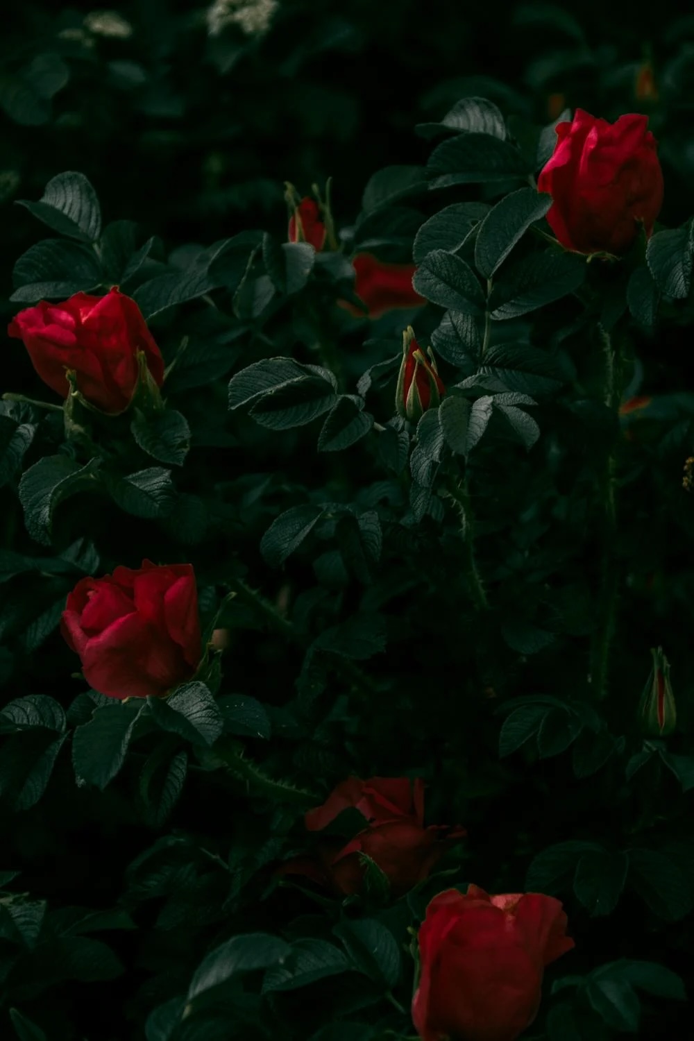 vonava_zahrada_2_black_frass
