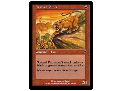 Scarred Puma