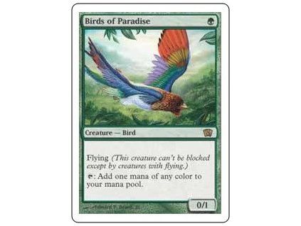 Birds of Paradise