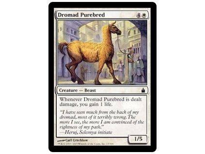 Dromad Purebred