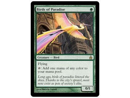 Birds of Paradise