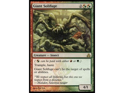 Giant Solifuge