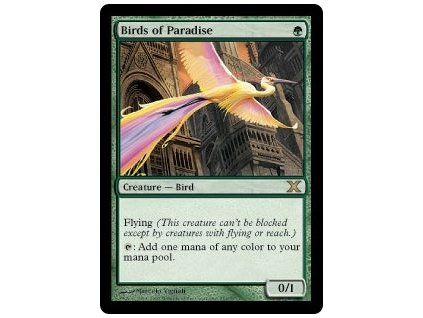Birds of Paradise