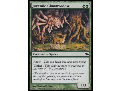 Juvenile Gloomwidow