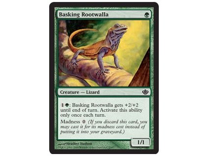 Basking Rootwalla