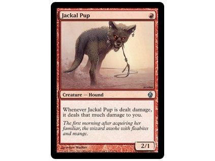 Jackal Pup
