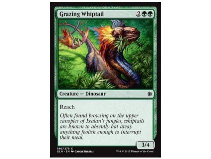 Grazing Whiptail